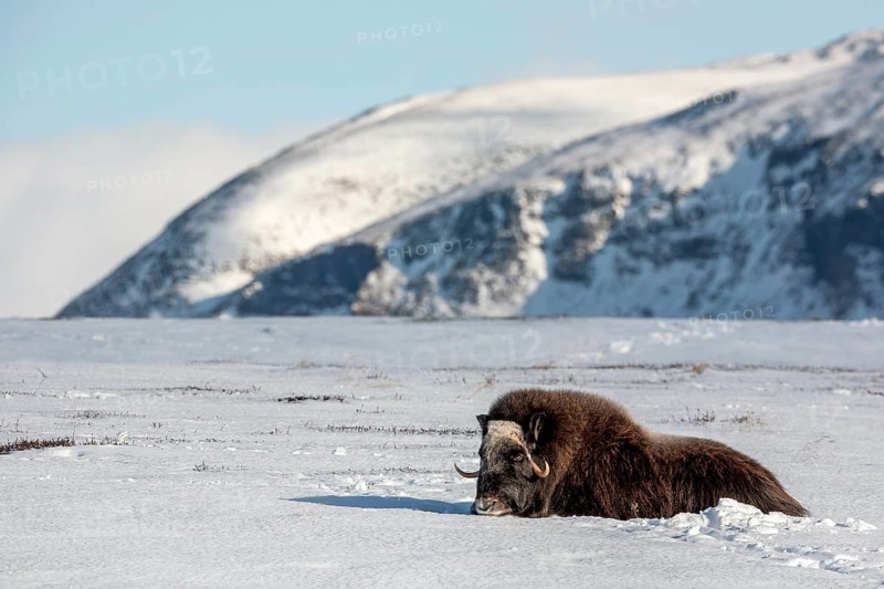 A musk ox cow (Ovibos moschatus) rests peacefully in the snow, winter, snow, cold, Tundra landscape, October, Norway