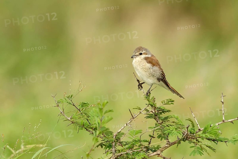 Grauwe Klauwier in de bosjes, Red-backed Shrike Sitting in the bushes