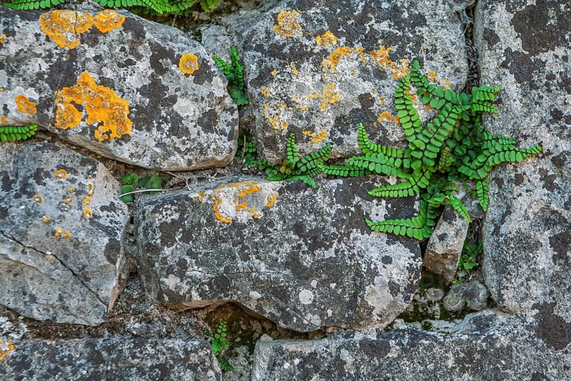 Brown-stemmed striped fern and lichens grow on rough, gray stone wall create a natural pattern, Provence, France