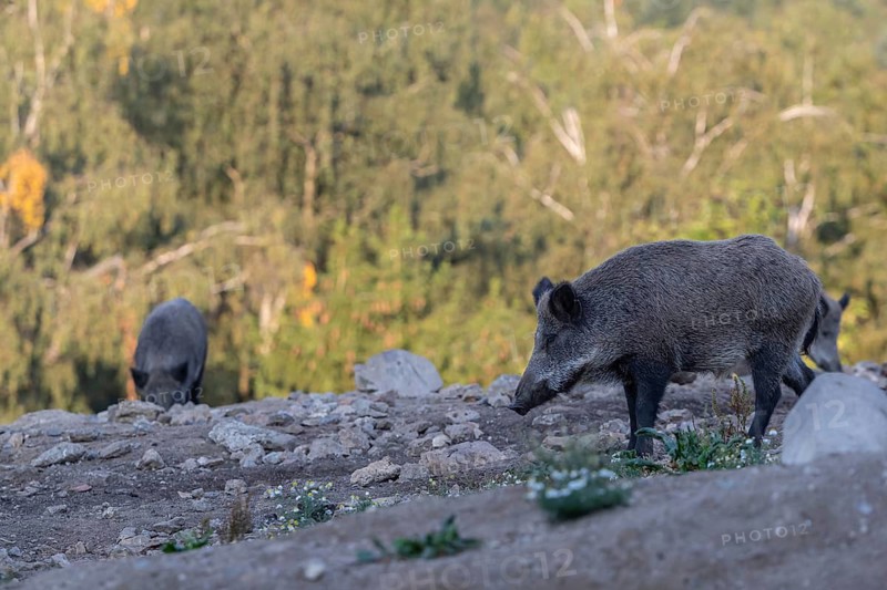 Two adult wild boar or wild pig (Sus scrofa) walking over an opening with a forest in first autumnal colours in the background