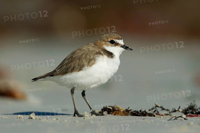 Red-capped Plover (Charadrius ruficapillus) female, South Australia, Australia