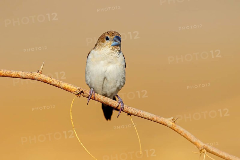 African silverbill, silver beak, silver pheasant, trusting bird, ornamental bird in Europe, family of finches, (Euodice), (Lonchura cantans), perching site, Ayn Tobroq and Ayn Athum junction, Salalah, Dhofar, Oman