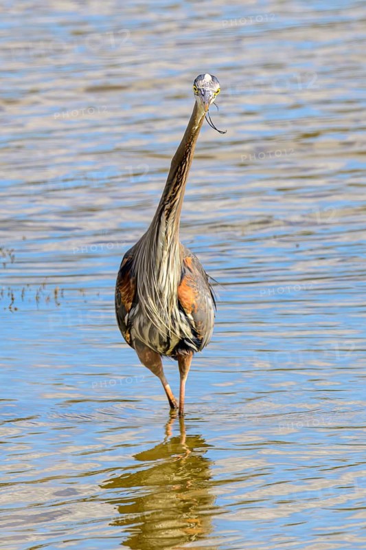 Pacific Great Blue Heron, (Ardea herodias fannini), George C. Reifel Migratory Bird Sanctuary, Delta, British Columbia, Canada