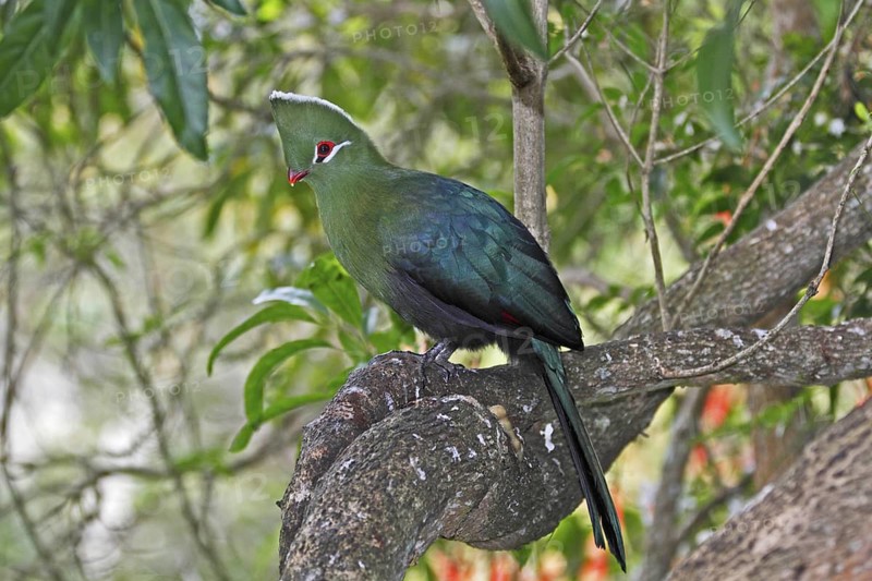 Knysna Turaco (Tauraco corythaix), Western Cape, South Africa