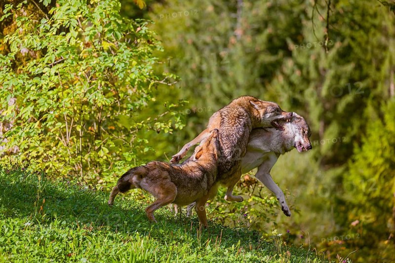 Three eurasian gray wolves (Canis lupus lupus) play with each other on a meadow on a hill