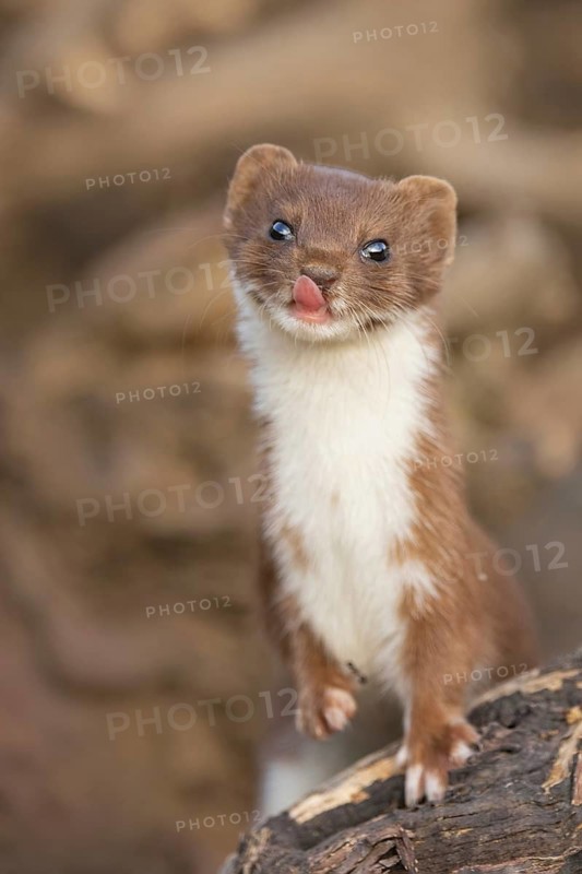 Common Weasel (Mustela nivalis) portrait on tree trunk, Castile-La Mancha, Spain