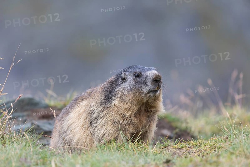 One Alpine Marmot, Marmota marmota, looking out of his den. Mountains in the distant background. Side view. Grossglockner high alpine road, Hohe Tauern National Park