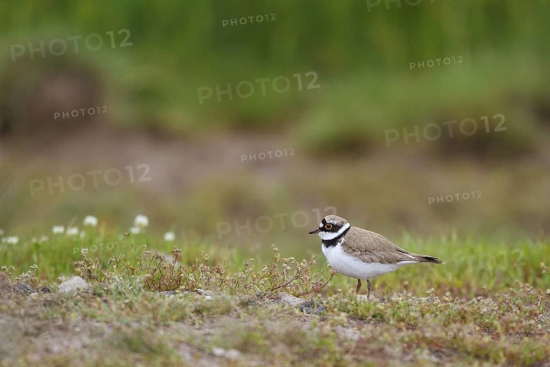 Little Ringed Plover (Charadrius dubius), Greece