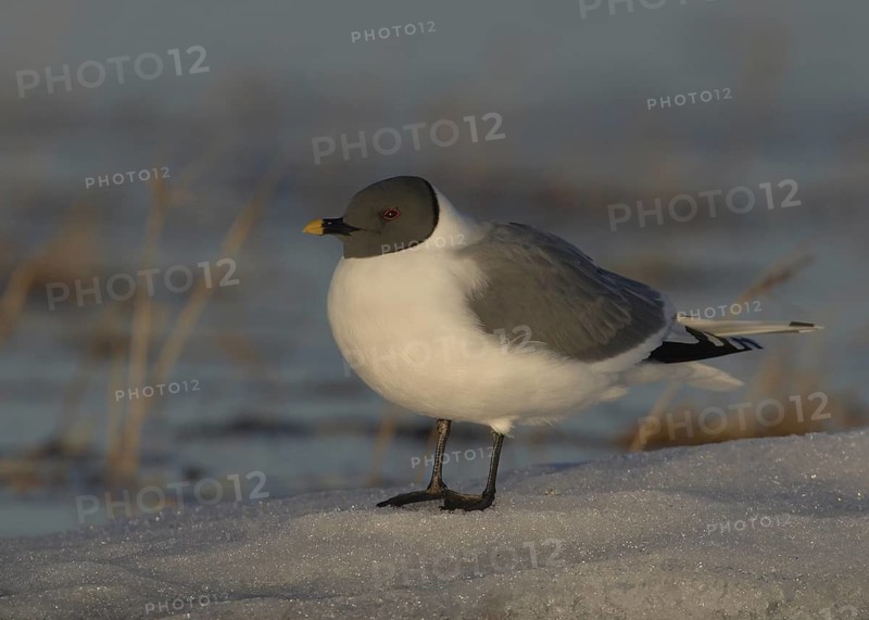 Sabine's Gull (Xema sabini), Alaska, USA