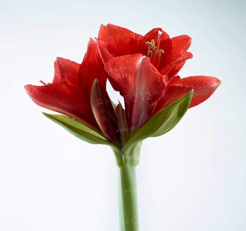 Amaryllis blossoms (Hippeastrum striatum)