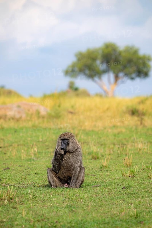 Anubis baboon or green baboon (Papio anubis) foraging in the grass, male, Murchison Falls National Park, Western Region, Uganda