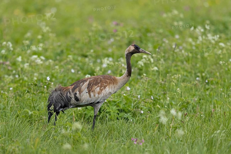 Common Crane (Grus grus) colored with bog clay, Innlandet, Norway