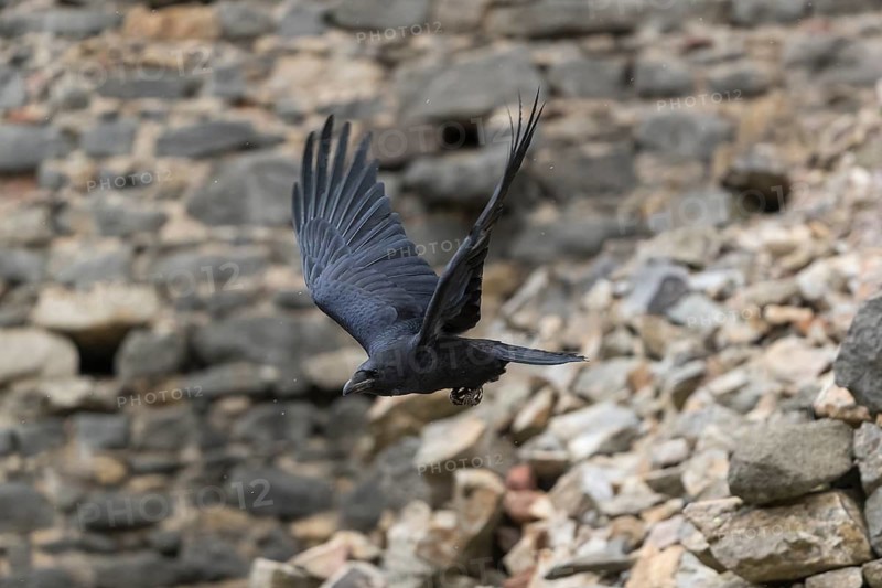 One common raven (Corvus corax), flying between the walls of a ruin of an ancient castle during slight snowfall