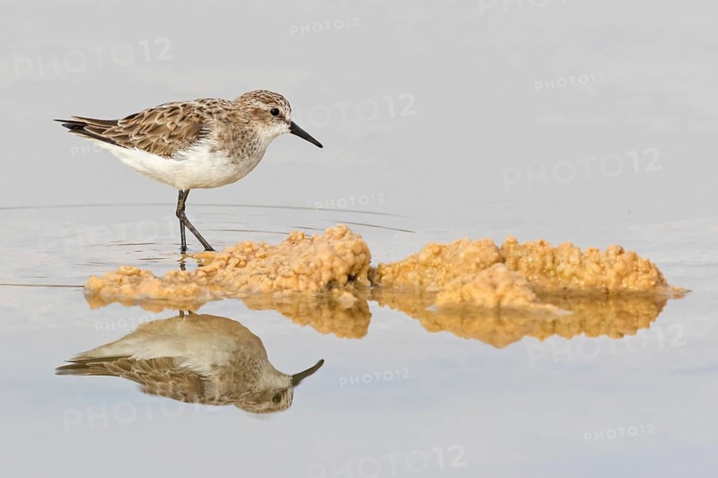 Zwergstrandläufer, Little Stint, Calidris minuta, Bécasseau minute, Correlimos Menudo