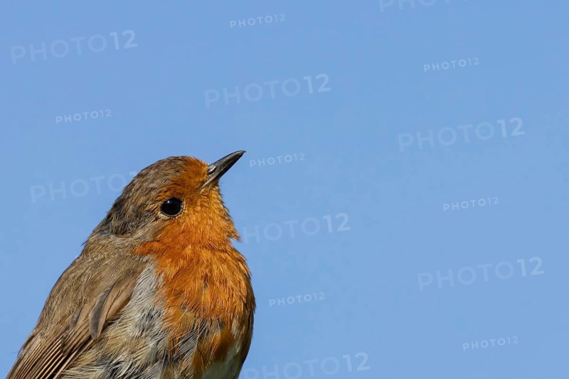 European robin (Erithacus rubecula) adult garden bird head portrait, Suffolk, England, United Kingdom