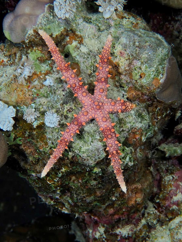Spiny starfish (Fromia nodosa)
