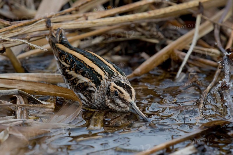 Jack Snipe (Lymnocryptes minimus), Saxony, Germany