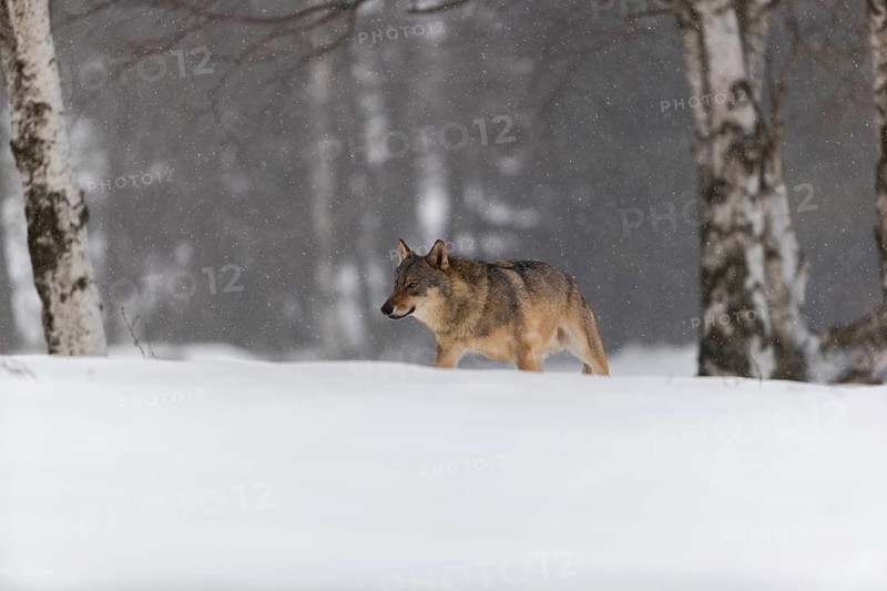 One male eurasian gray wolf (Canis lupus lupus) walking thru deep snow during snow fall. A forest in the background