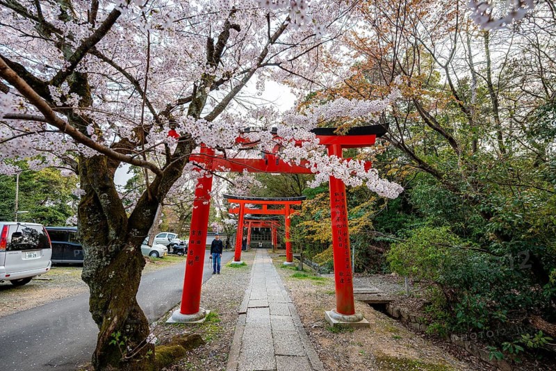 Blooming cherry trees, red torii gates at Takenaka-Inari-Jinja Shrine, Kyoto, Japan
