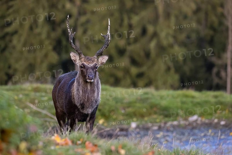 A Japanese sika deer (Cervus nippon nippon) stag runs across a meadow with a small pond. In the background is a forest with autumn leaves