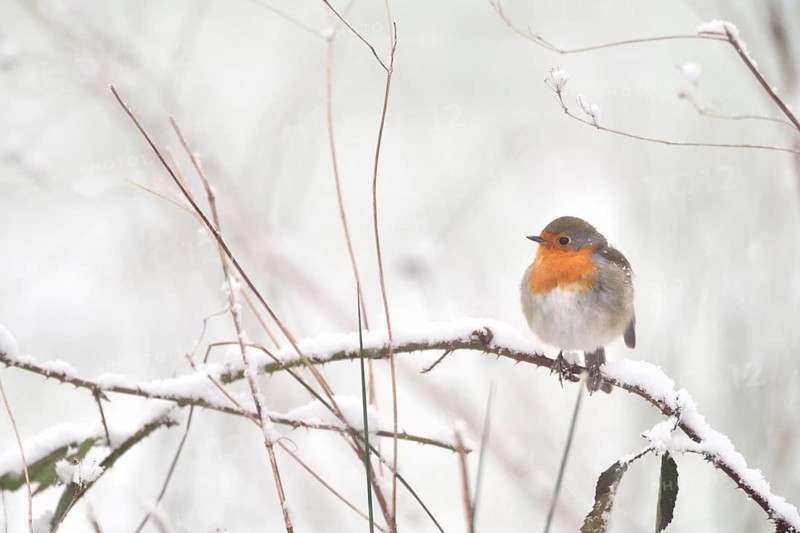 European Robin (Erithacus rubecula), North Rhine-Westphalia, Germany
