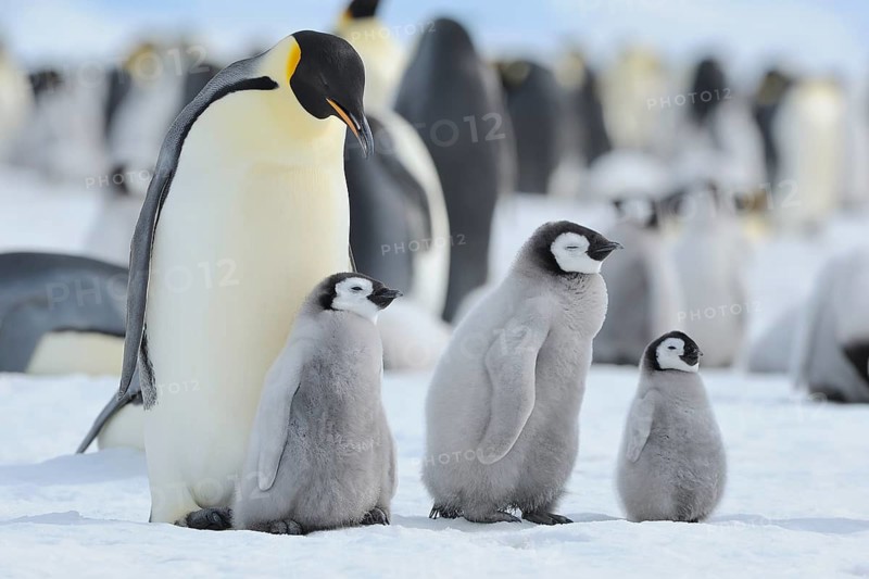 Emperor penguins, Aptenodytes forsteri, Penguin Colony with Adults and Chicks, Snow Hill Island, Antartic Peninsula, Antarctica
