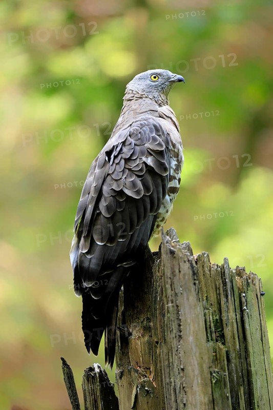 Honey buzzard (Pernis apivorus), adult, perch, vigilant, in summer, Šumava, Czech Republic