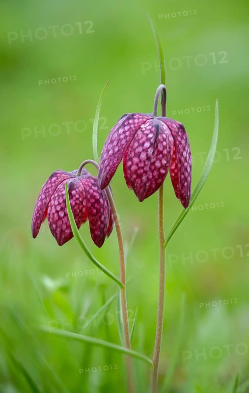 Fritillaria meleagris, lapwing egg, liliaceae, lily family, chess flower, checkerboard flower, snake's head, snake's head fritillary, flora, high size, vertical format, plants, plants