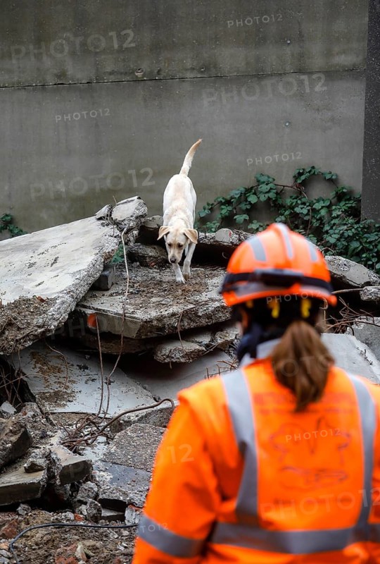 Rescue dog training, the sniffer dogs practise searching for trapped people in the rubble of collapsed buildings, Herne, North Rhine-Westphalia, Germany