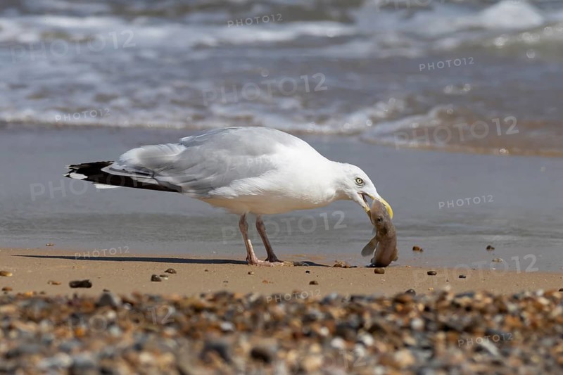 Herring gull (Larus argentatus) adult seagull bird feeding on a dogfish shark fish on a beach in summer, England, United Kingdom