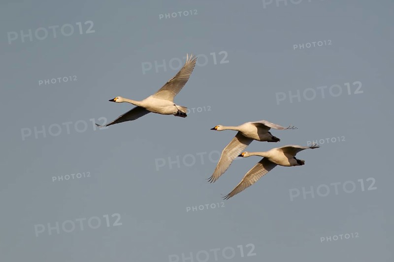 Bewick's swan (Cygnus columbianus) three adult birds flying, England, United Kingdom