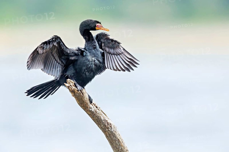Reed Cormorant, (Microcarbo africanus), Syn: (Phalacrocorax africanus), Garden Route National Park, Wilderness Section Rondevlei, Wilderness, Western Cape, South Africa