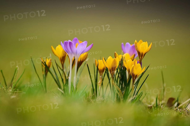 Spring Crocus or Giant Crocus (Crocus cultivars) flowering colourful in spring on a meadow, Bavaria, Germany