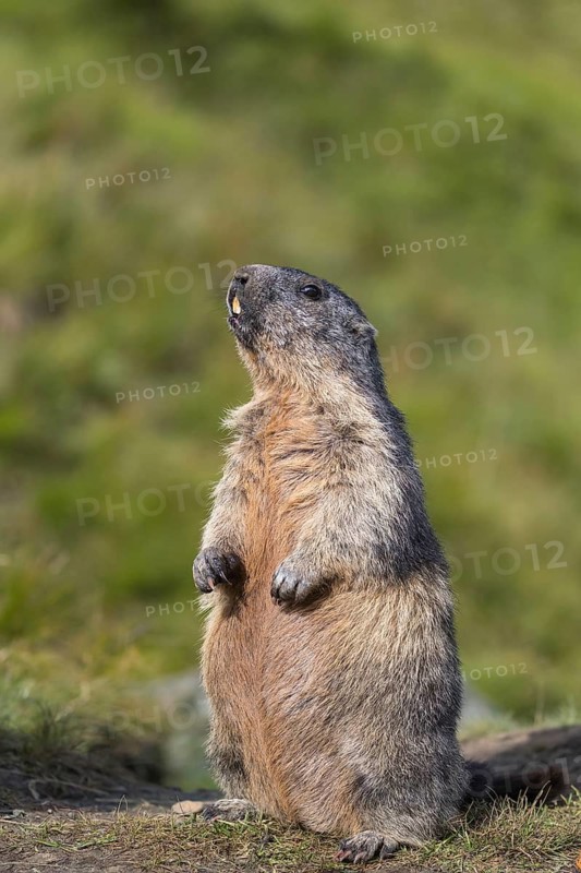 One adult Alpine Marmot, Marmota marmota, standing erected in early morning light. Green grass in the background. Grossglockner high alpine road, Hohe Tauern National Park