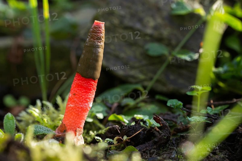 Dog rod, Mutinus elegans, beautiful dog rod, beautiful rod mushroom, elegant dog rod, noble rod mushroom, devil's dip stick, dog stinkhorn, elegant stinkhorn, fungi, fungus, mushrooms, the headless stinkhorn