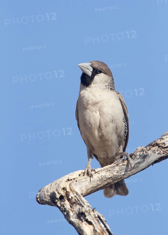 Sociable Weaver - Okakuejo Restcamp, Etosha NP, Namibia