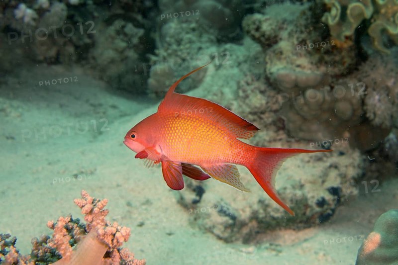 Jewelled flag perch (Pseudanthias squamipinnis)