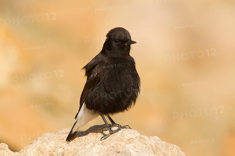 Black Wheatear (Oenanthe leucura) male, Morocco