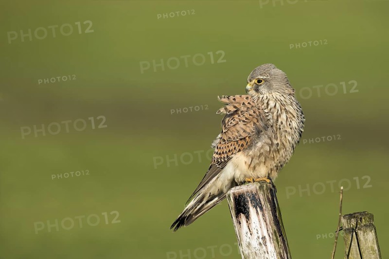 Torenvalk; Common Kestrel; Falco tinnunculus;
