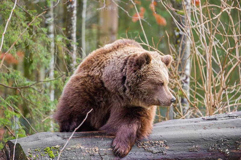 An adult female Eurasian brown bear (Ursus arctos arctos) rests on a rotting log lying on the ground