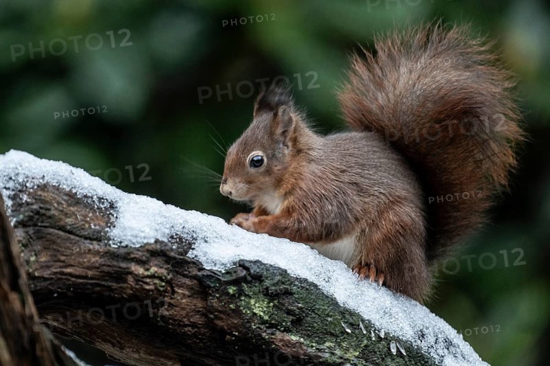 Squirrel (Sciurus vulgaris), Emsland, Lower Saxony, Germany