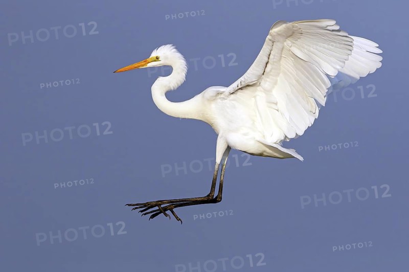Great Egret, (Egretta alba), Ardea alba, Animals, Birds, Herons, Sur Masirah, Shannah, Ash Sharqiyah South, Oman