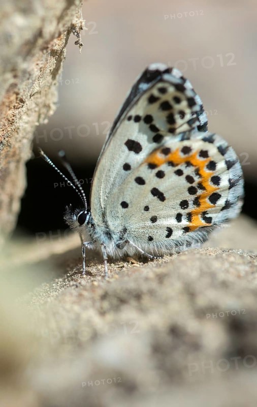Chequered blue, moth blue, Scolitantides Orion, butterfly, high size, portrait format, insects, butterfly, butterflies