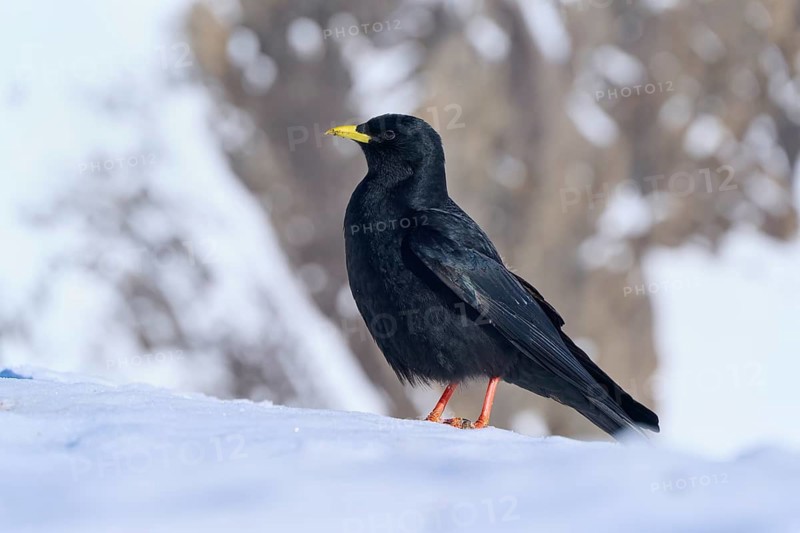 Alpine chough (Pyrrhocorax graculus), a black bird with a yellow beak against a snow-covered background, Gemmi Pass, Leukerbad, Leuk, Valais, Switzerland