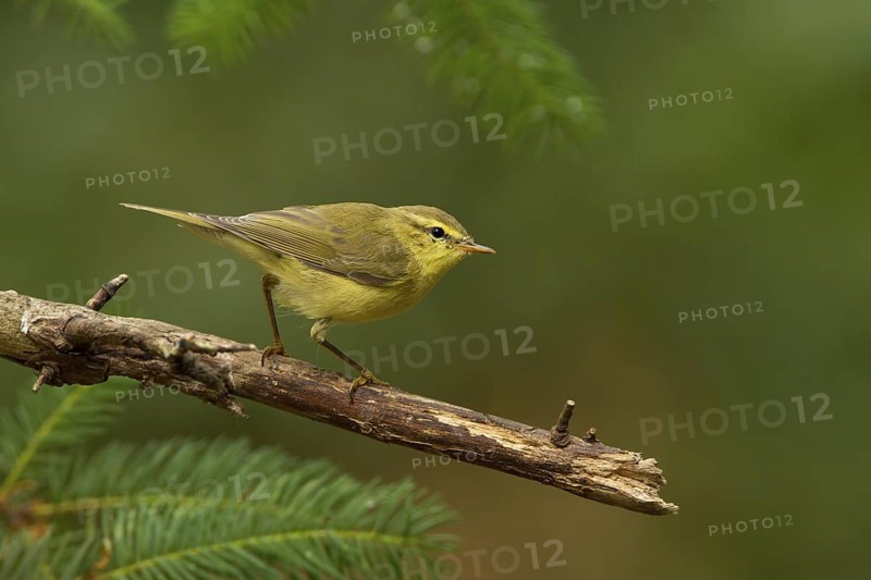 Willow Warbler (Phylloscopus trochilus), Utrecht, Netherlands