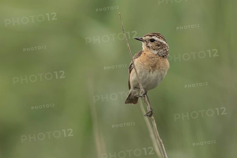 Whinchat (Saxicola rubetra) female perched on a stalk, Mecklenburg-Western Pomerania, Germany