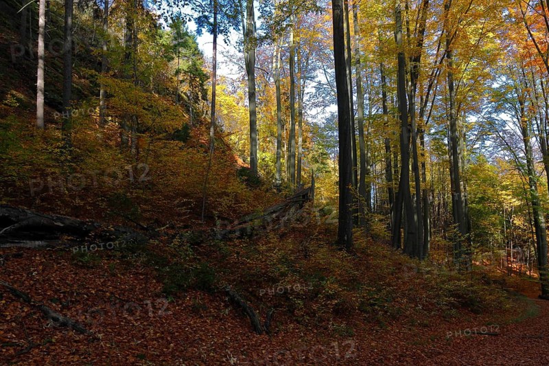 Autumn forest in Saxon Switzerland, Saxon Switzerland, Elbe Sandstone Mountains, Saxony, Germany