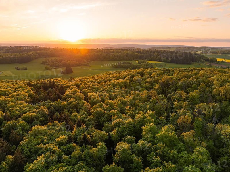 A wide view over a forest at sunset, letting the light gently shine over the trees, forest pasture project, compensation measure for the Hermann Hesse railway, Gechingen, district of Calw, Germany