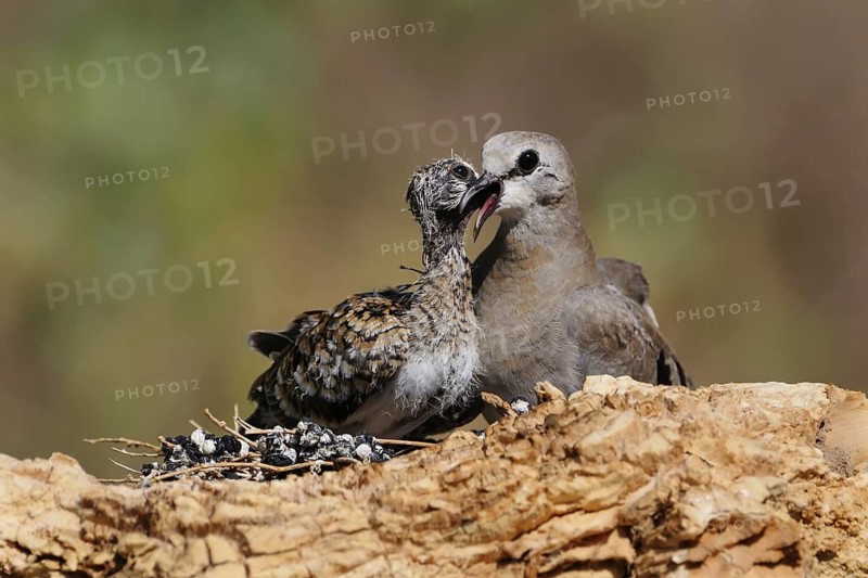 Namaqua Dove (Oena capensis) female feeds chick, Eilat, Israel