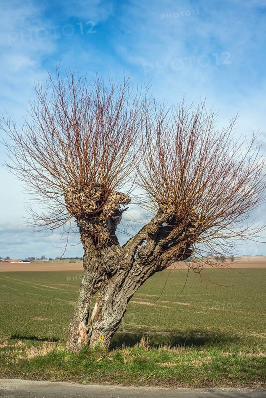 Willow tree (Salix) in Ystad municipality, Skåne county, Sweden, Scandinavia